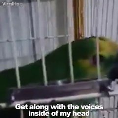 Un perroquet chante du Rihanna