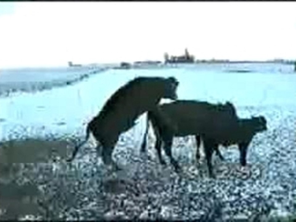 The Animals