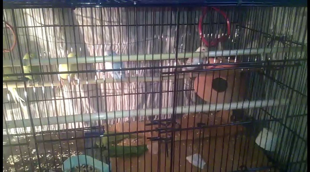 Budgies Winter Care (Mere Budgies Ki Winter Care)