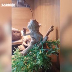 Quand ton lézard te fait coucou