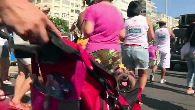 A Rio, les chiens aussi ont leur carnaval!
