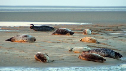 Les Phoques et la Baie d'Authie. Vie sauvage et vues en drone près de la baie de Somme, France