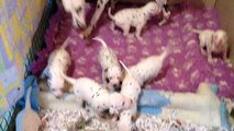 chiots dalmatien a 3 semaines