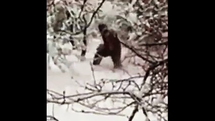 TOP PHOTOGRAPHIC EVIDENCE FOR THE EXISTENCE OF BIGFOOT - BY UFO MAN