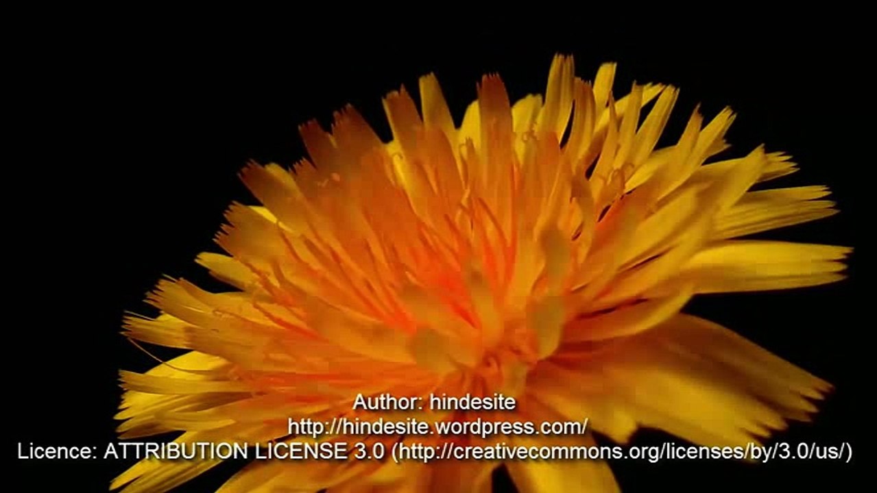 Pesadelo diário   assombrado pela profissão