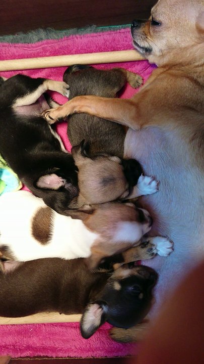 des pitchounes du bois joli