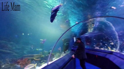 İstanbul SEA LIFE Akvaryum احواض الأسماك في فورم اسطنبول