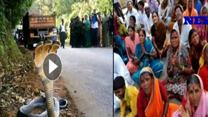 सड़क किनारे दिखा ‘7 मुंह वाला सांप’, लोगों के उड़े होश