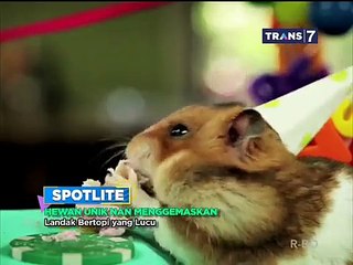 Hewan Unik Nan Menggemaskan [Spotlite]