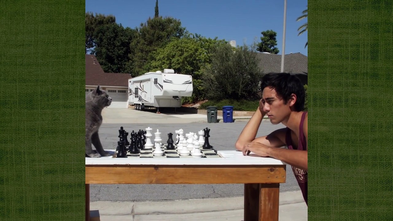 Teaching a cat to play chess