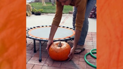 Tricks for Treats (2)