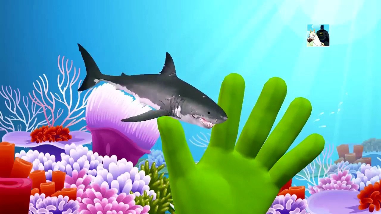 Sea Animal Finger Family Nursery Rhyme | Whale Orca Killer Whale dolphin octopus Daddy Fin