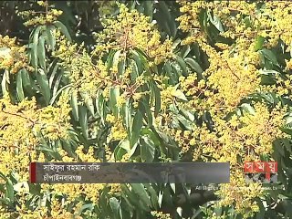 মুকুলে মুকুলে ছেয়ে গেছে চাঁপাইনবাবগঞ্জের আম বাগানগুলো