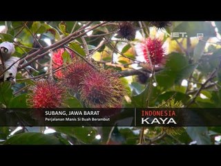 NET5 - Indonesia Kaya Panen Rambutan