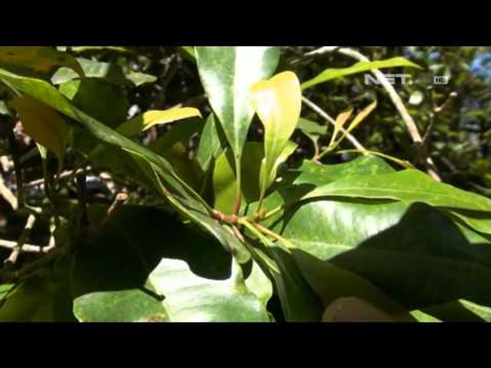 NET12 Di Musim Hujan Kualitas Tanaman Cengkeh Garut Berangsur Membaik