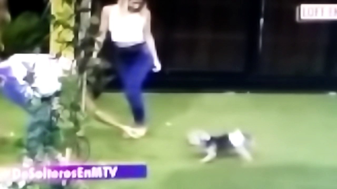 El perrito de jenifer grabado el 17 de febrero en despedida del solteros