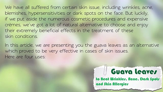 Guava Leaves to Beat Wrinkles, Acne, Dark Spots and Skin Allergies
