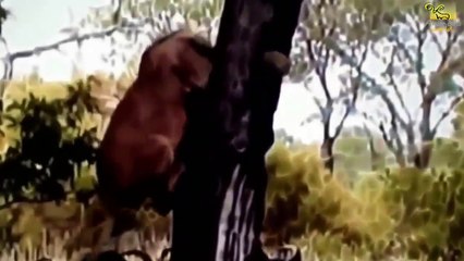Animal Fight Walki zwierzat uchwycone kamero%29 %233