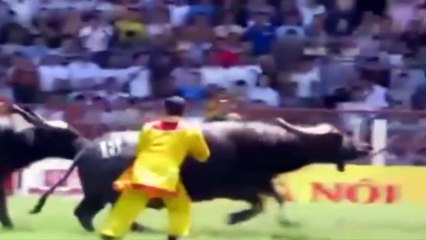 Animal Fight Walki zwierzat uchwycone kamero%29 Byk vs Byk