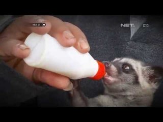 NET24-Komunitas Musang Lover Indonesia di Pekalongan
