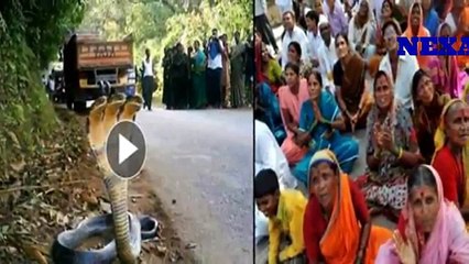 सड़क किनारे दिखा ‘7 मुंह वाला सांप’, लोगों के उड़े होश