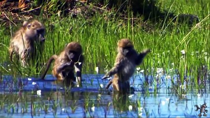 Крутые животные! Animals are awasome too!