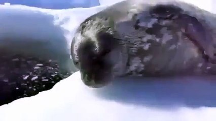 Тюлень - рыбак! Вот это прикол!