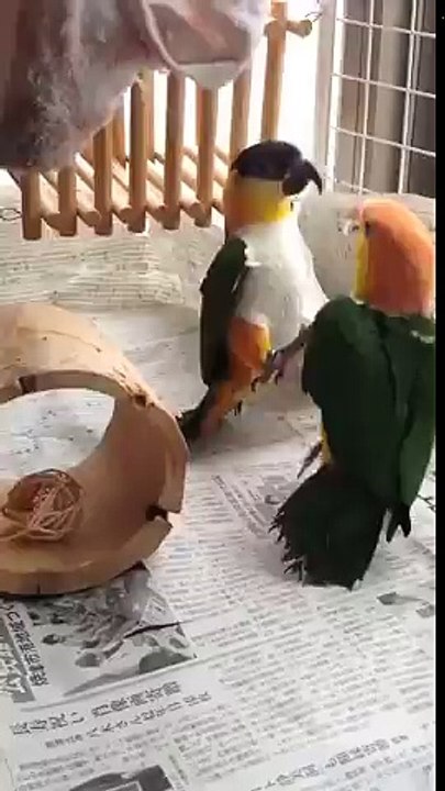 Драка попугаев! Это нужно видеть!