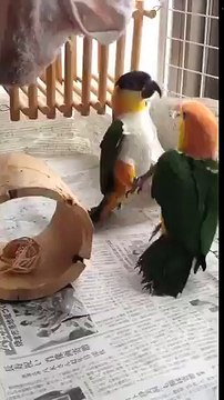 Драка попугаев! Это нужно видеть!