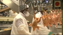 South Africa: Farmers oppose chicken influx from EU