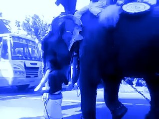 Interesting Facts about the Indian funny Elephapunt