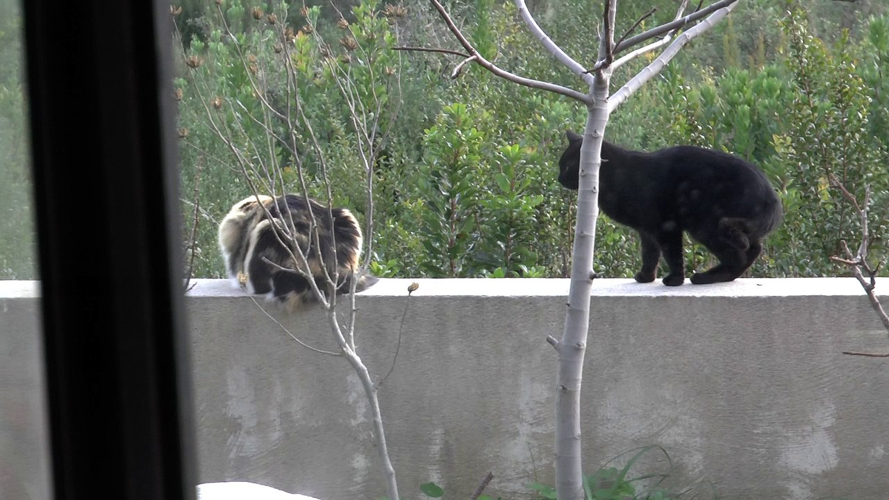 Test ralenti vitesse Pinnacle Studio 19 Plus