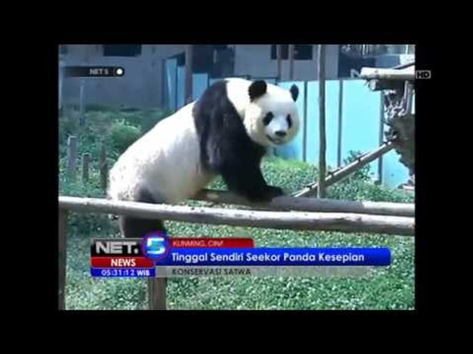 NET5-Seekor Panda Cina Kesepian Ditinggal Sahabat