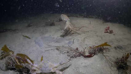 Un poulpe chasse un crabe jusqu'à ce qu'un autre animal s'en mêle