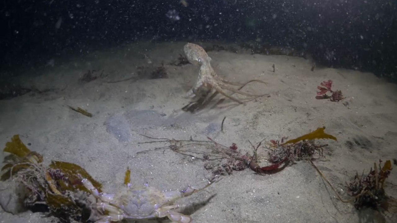Un poulpe chasse un crabe jusqu'à ce qu'un autre animal s'en mêle