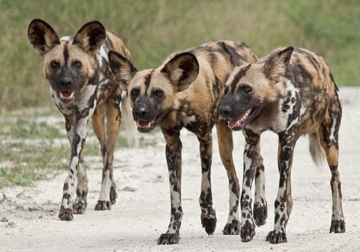 Top animais selvagens, Animais selvagens atacando, Animals, Confrontos animais, Serpentes atacando animais e humanos, Li