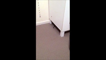 Quand tu trouves un serpent dans ta chambre