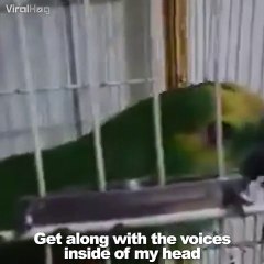 Ce perroquet chante du Rihanna