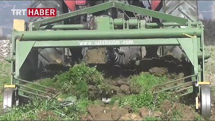 Ödemiş'te organik patates üretimi