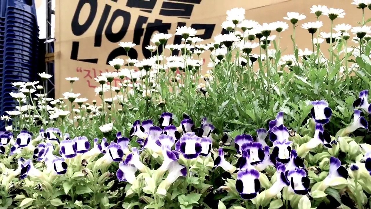 Sewol Ferry Disaster