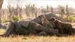 Hyena Crawls Out of Elephant Carcass