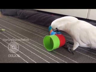 Descargar video: Rampaging Cockatoo Is Unimpressed With Taped Towers