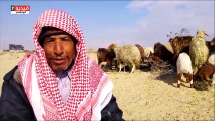 بالفيديو.. أشهر راعى أغنام فى سيناء:"مارينا والشامى والعسافى" أشهر الأنواع