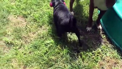 Best Buds: Cutest Animal Friendships, Clips & Compilation