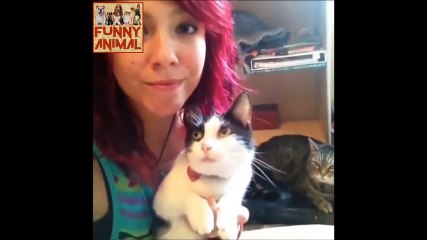 Crazy cat, very funny! Haha Disco cat funny.