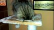 Yoga Cat, Cat sleep, Cat crazy! This Funny...LOL