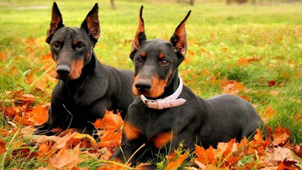 Dobermann Historia e Curiosidades