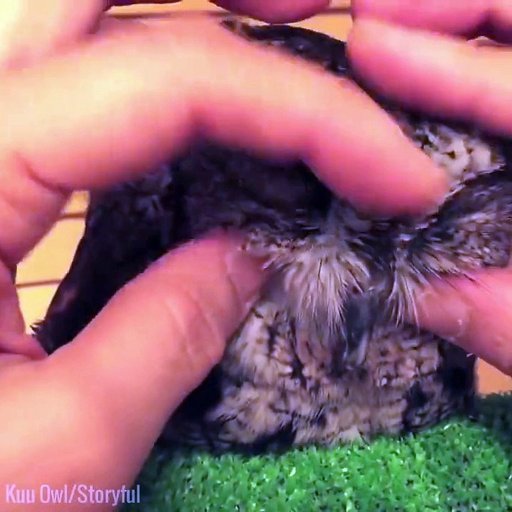 Cutest Owl in the world