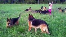 Après danse avec les loups : joue avec les chiens !