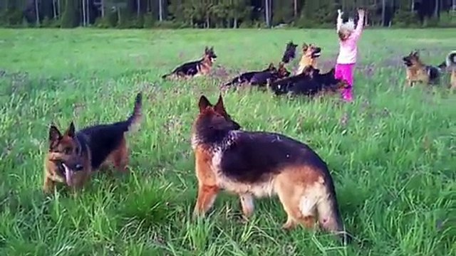 Après danse avec les loups : joue avec les chiens !